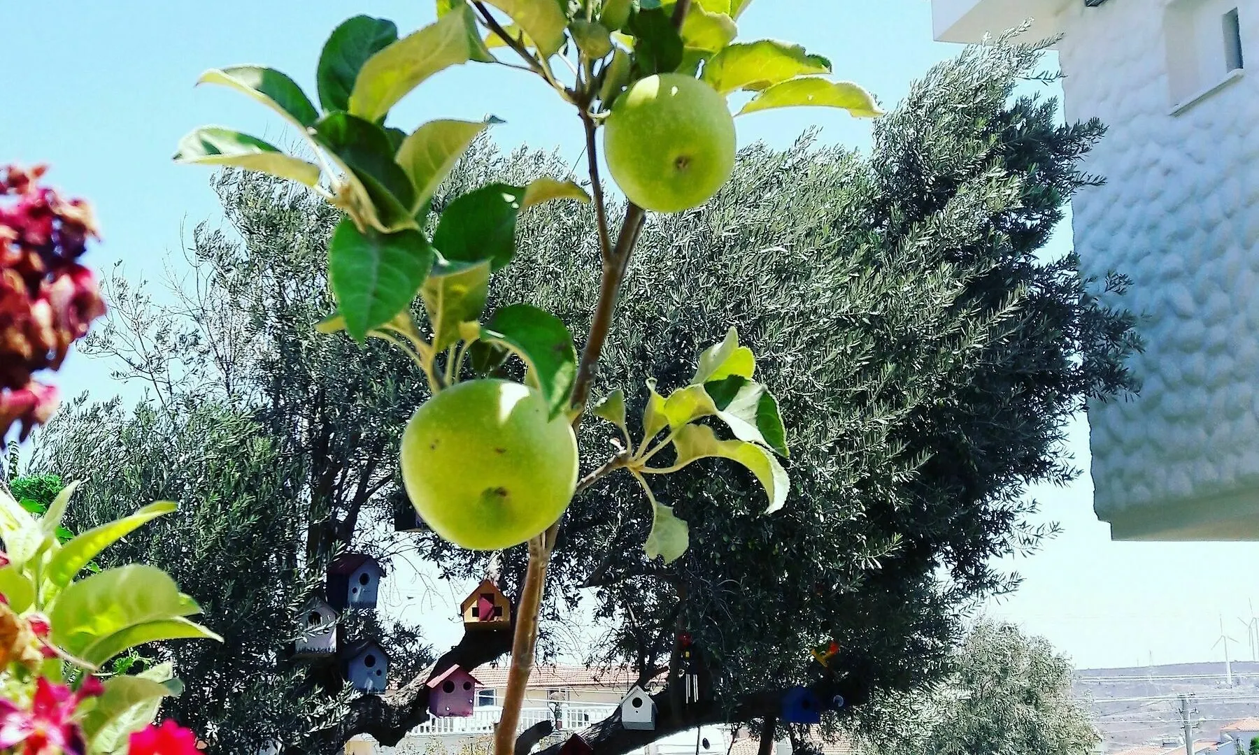 Ruezgar Guelue Butik Otel 2*, Alacati